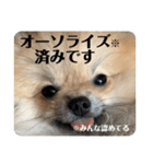 ポメラニアンちもちゃんのビジネス用語（個別スタンプ：23）