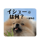 ポメラニアンちもちゃんのビジネス用語（個別スタンプ：24）