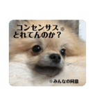 ポメラニアンちもちゃんのビジネス用語（個別スタンプ：25）
