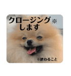 ポメラニアンちもちゃんのビジネス用語（個別スタンプ：26）