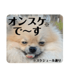 ポメラニアンちもちゃんのビジネス用語（個別スタンプ：27）