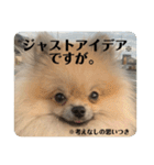 ポメラニアンちもちゃんのビジネス用語（個別スタンプ：28）