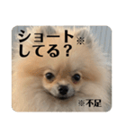 ポメラニアンちもちゃんのビジネス用語（個別スタンプ：29）