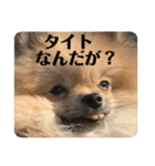 ポメラニアンちもちゃんのビジネス用語（個別スタンプ：30）