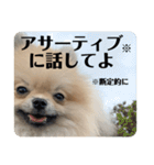 ポメラニアンちもちゃんのビジネス用語（個別スタンプ：31）