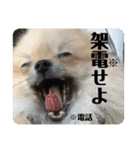 ポメラニアンちもちゃんのビジネス用語（個別スタンプ：32）