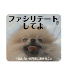 ポメラニアンちもちゃんのビジネス用語（個別スタンプ：33）