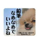 ポメラニアンちもちゃんのビジネス用語（個別スタンプ：34）