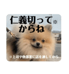 ポメラニアンちもちゃんのビジネス用語（個別スタンプ：35）