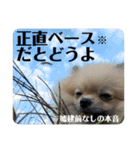 ポメラニアンちもちゃんのビジネス用語（個別スタンプ：36）