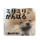 ポメラニアンちもちゃんのビジネス用語（個別スタンプ：37）