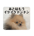 ポメラニアンちもちゃんのビジネス用語（個別スタンプ：38）
