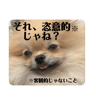 ポメラニアンちもちゃんのビジネス用語（個別スタンプ：39）