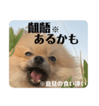 ポメラニアンちもちゃんのビジネス用語（個別スタンプ：40）
