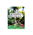 写真にズバリ言うで、ポスターセット02（個別スタンプ：3）