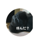 ゴリラのつぶやき語（個別スタンプ：2）