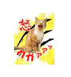 ビッグすぎる肉球スタンプ（個別スタンプ：2）