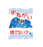 ビッグすぎる肉球スタンプ（個別スタンプ：7）