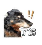 ダックスフンドのリク（個別スタンプ：1）