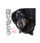 ダックスフンドのリク（個別スタンプ：2）