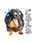 ダックスフンドのリク（個別スタンプ：3）