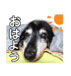 ダックスフンドのリク（個別スタンプ：4）