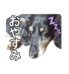ダックスフンドのリク（個別スタンプ：5）