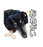 ダックスフンドのリク（個別スタンプ：6）