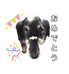 ダックスフンドのリク（個別スタンプ：7）