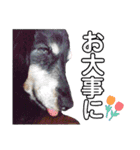 ダックスフンドのリク（個別スタンプ：10）
