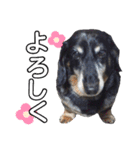 ダックスフンドのリク（個別スタンプ：13）