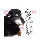 ダックスフンドのリク（個別スタンプ：17）