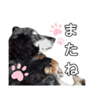 ダックスフンドのリク（個別スタンプ：18）