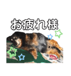 ダックスフンドのリク（個別スタンプ：21）