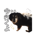 ダックスフンドのリク（個別スタンプ：23）