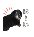 ダックスフンドのリク（個別スタンプ：24）