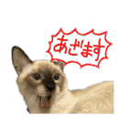 お酒とネコ好きな日常会話 18（個別スタンプ：1）