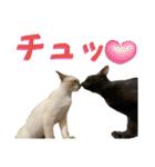 お酒とネコ好きな日常会話 18（個別スタンプ：15）