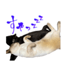 お酒とネコ好きな日常会話 18（個別スタンプ：19）