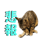 お酒とネコ好きな日常会話 18（個別スタンプ：21）