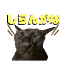 お酒とネコ好きな日常会話 18（個別スタンプ：33）