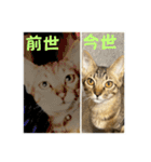お酒とネコ好きな日常会話 18（個別スタンプ：36）