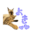 お酒とネコ好きな日常会話 18（個別スタンプ：38）