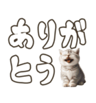 毎日使える日常会話☆返信で使える☆猫ネコ（個別スタンプ：5）