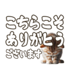 毎日使える日常会話☆返信で使える☆猫ネコ（個別スタンプ：7）