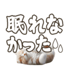 毎日使える日常会話☆返信で使える☆猫ネコ（個別スタンプ：8）