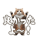 毎日使える日常会話☆返信で使える☆猫ネコ（個別スタンプ：11）