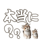 毎日使える日常会話☆返信で使える☆猫ネコ（個別スタンプ：16）