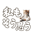 毎日使える日常会話☆返信で使える☆猫ネコ（個別スタンプ：20）