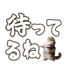 毎日使える日常会話☆返信で使える☆猫ネコ（個別スタンプ：26）